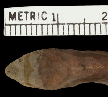 Media type: image; Herpetology R-42192
